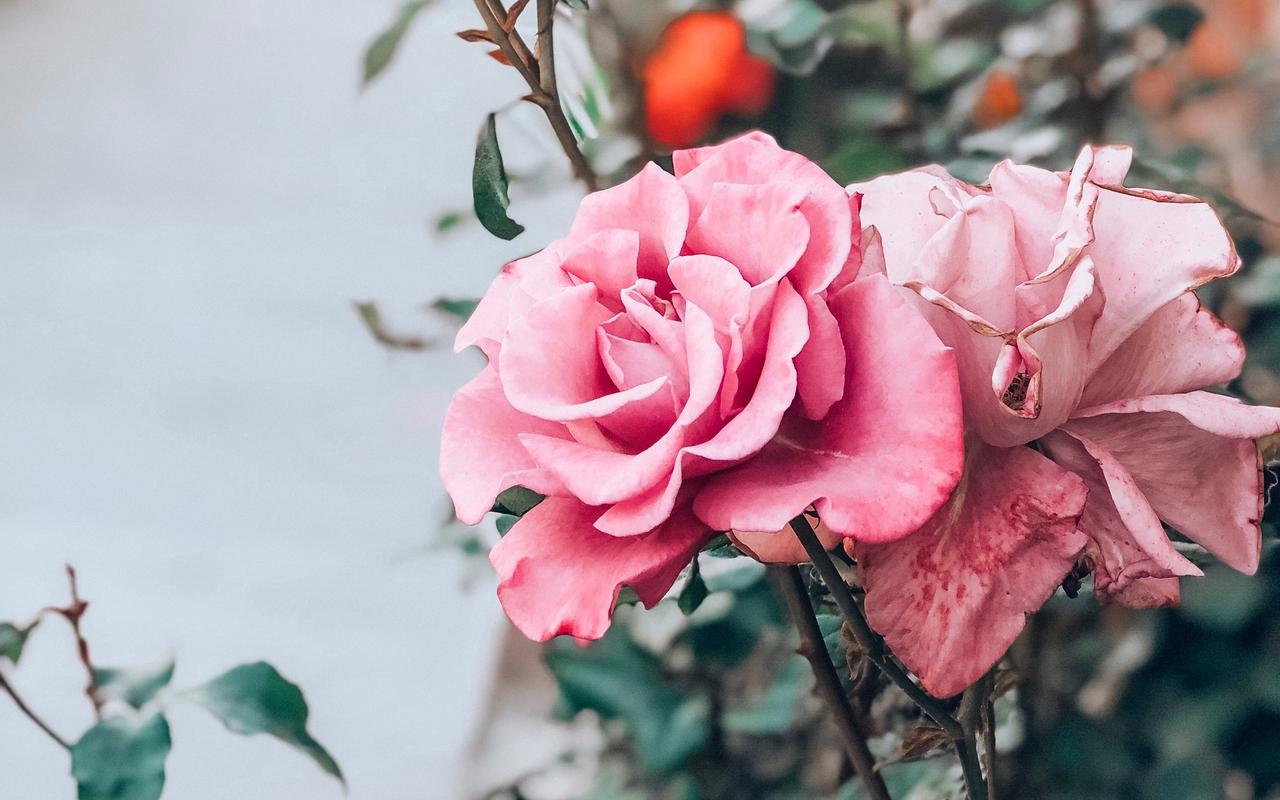 如何維護(hù)健康的戀愛(ài)關(guān)系？