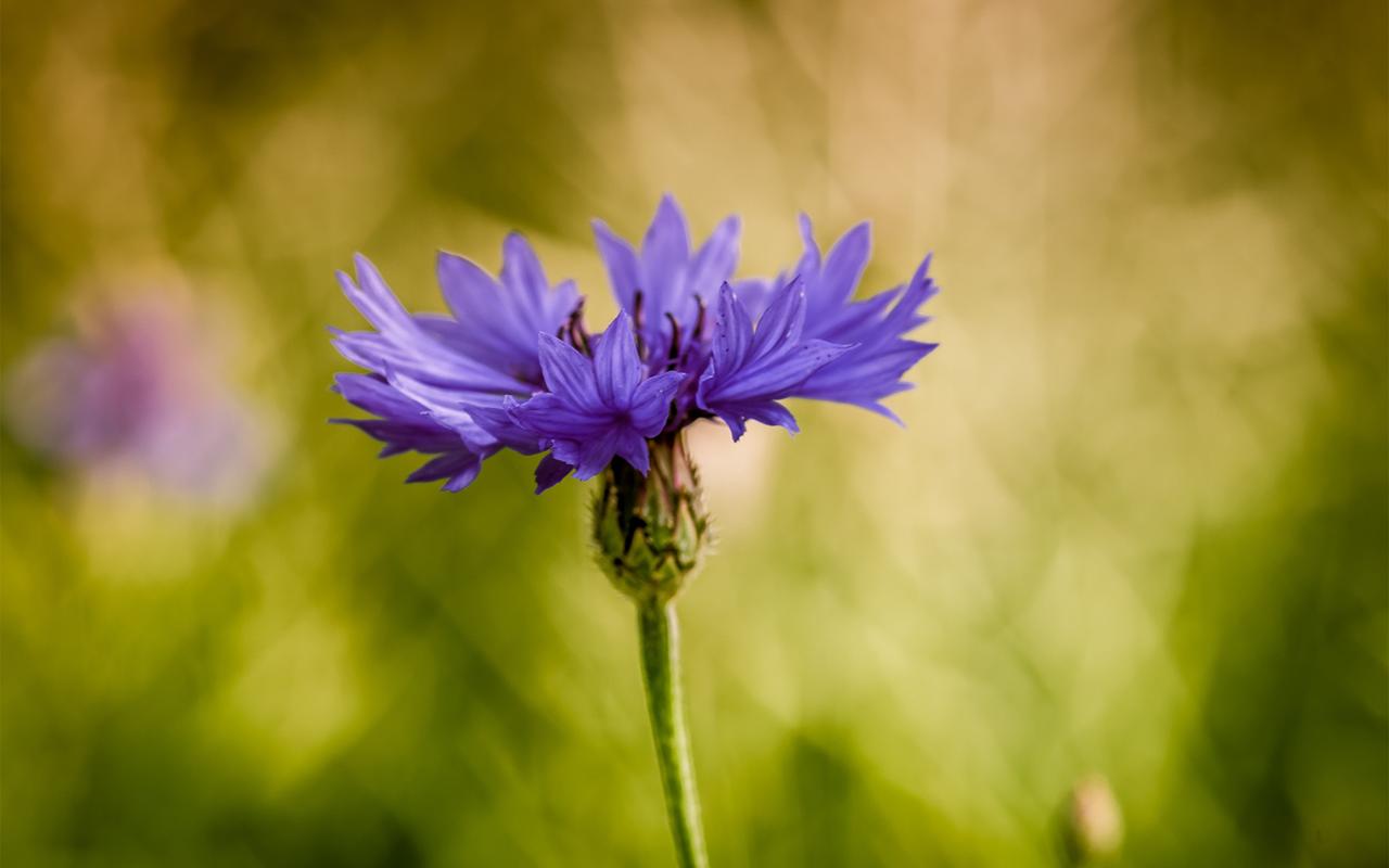 強(qiáng)迫癥障礙是如何形成的？